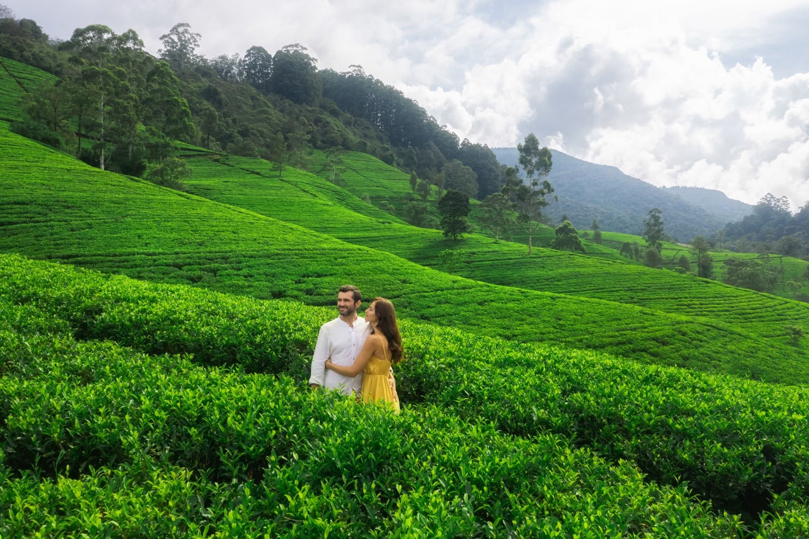 Tea Country Escape