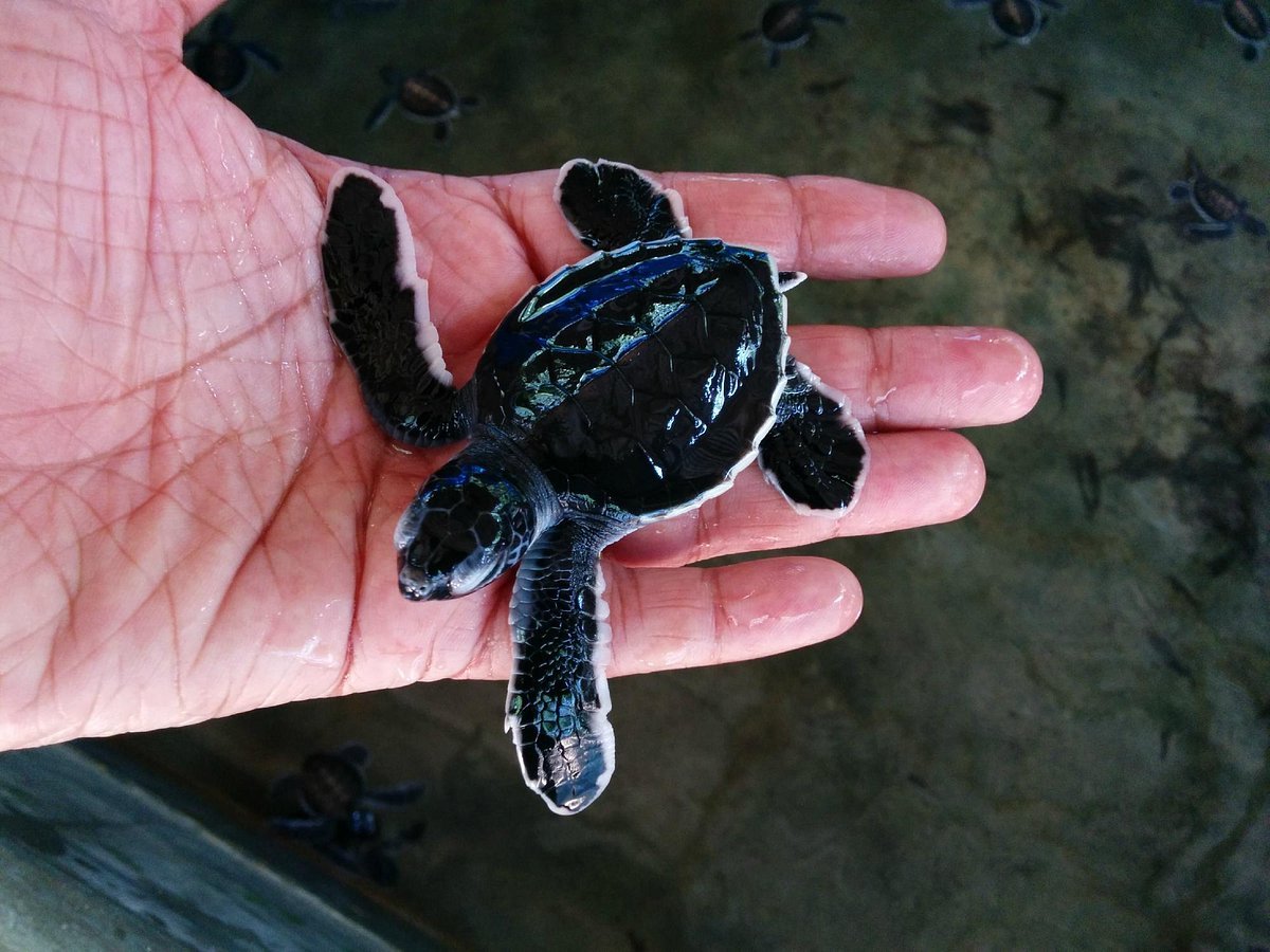 Turtle Hatchery & Ocean Fun