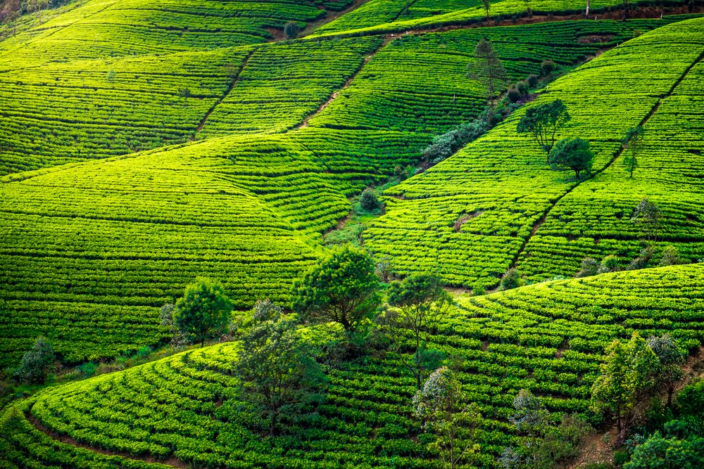 Tea Country Experiences