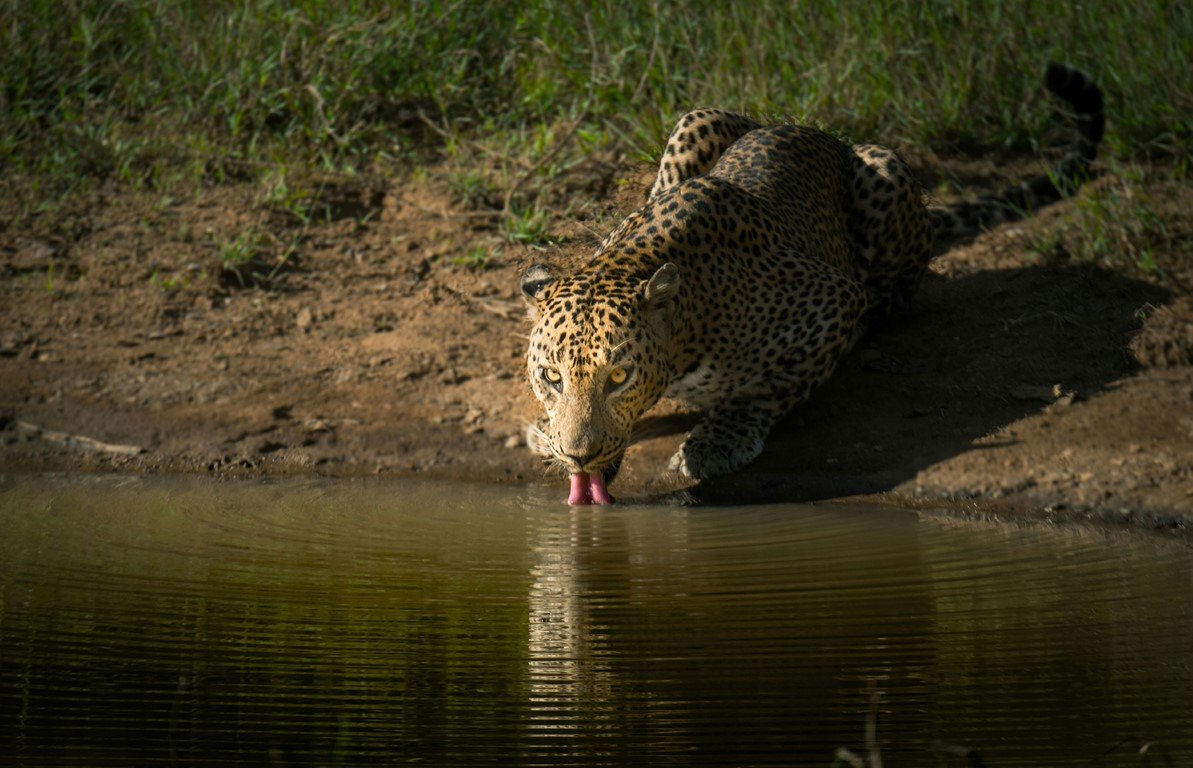 Welcome to Sri Lanka's Wild Side