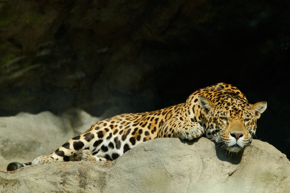 The Ultimate Wildlife Safari Guide