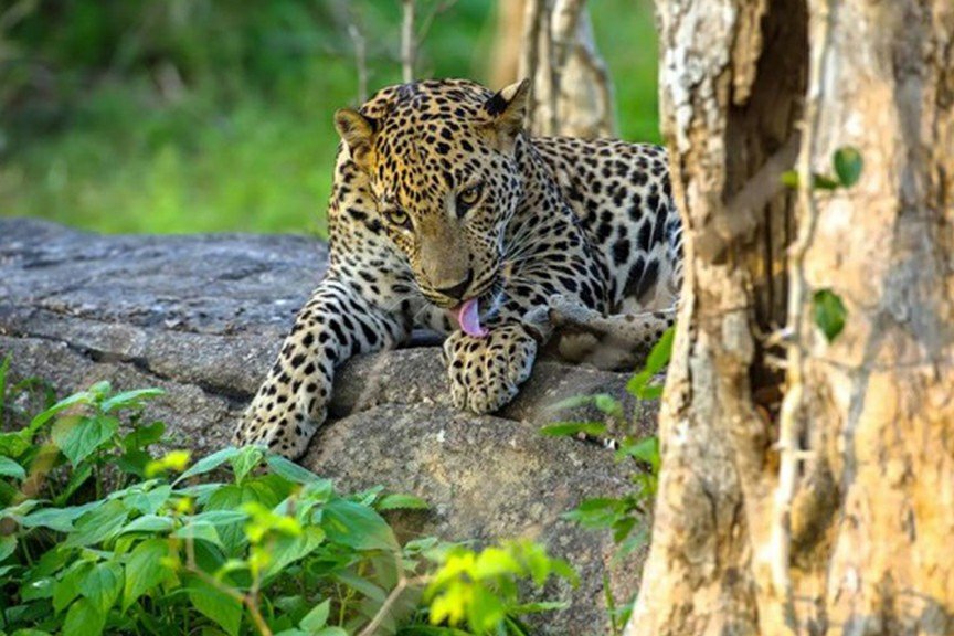 Safari Adventure