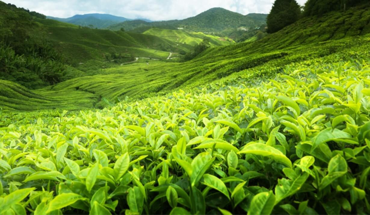 Tea Country Serenity